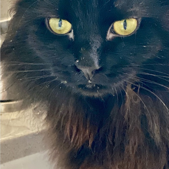 Meet your Posher, Diana - Picture 6 of 12